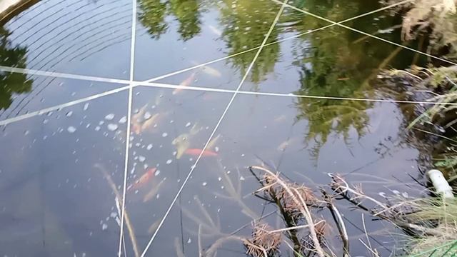 Домашний пруд , осень. смотреть онлайн