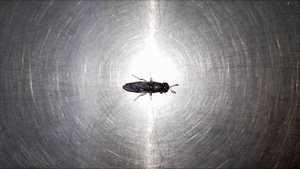 Тропическая муха Черная Львинка