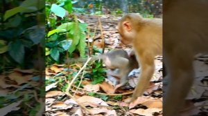 Wow the brave power baby Rainbow bite monkey Liza stop mistreated her  After Libby pull Rainbow f