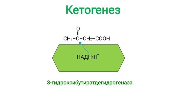 Кетогенез