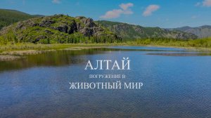 Животный мир Республики Алтай