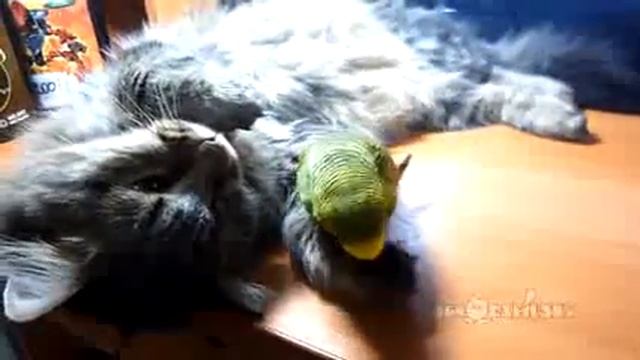 Дай же мне поспать! смотреть онлайн