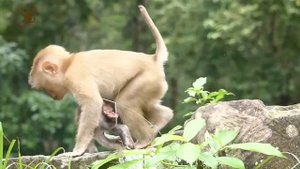 Baby Monkey Mariel Such A Cute Girl So Much Adorable. Smart, Brave, Flexible and Most Challenging.