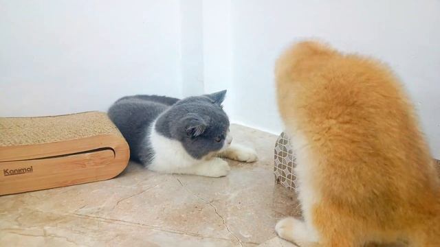 What Happened When Brave Kitten Attacked Big Cat? #cliffordtorres смотреть онлайн