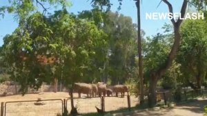 Elephants Shield Calf In Israeli Zoo Amid Bombing