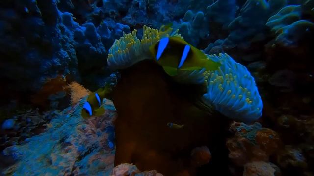 Red Sea 2021 safari смотреть онлайн