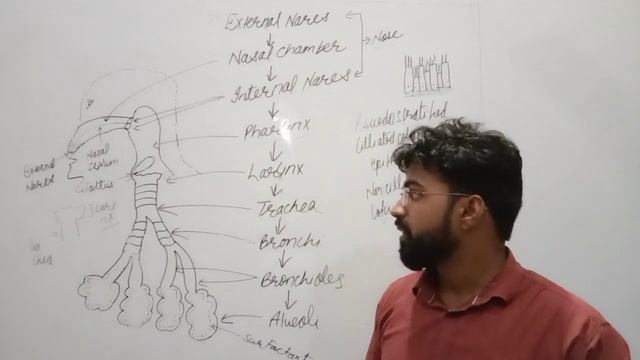 Respiratory Tract 
            BY
 HARIOM PARASHAR