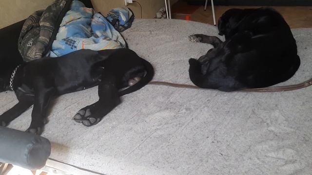 Охрана Один Двери в Музей Пса всегда открыты Рей & Чибо вместе не гуляют один Кобель всегда дома смотреть онлайн