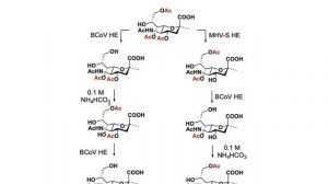 GlycoNet/#ACSCARB Webinar ft. Dr. Geert-Jan Boons