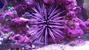 Эхинометра