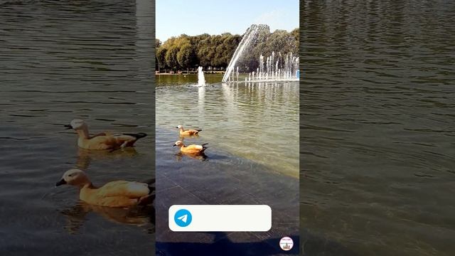 Обаятельные уточки парка Горького | Прогулки по Москве | Путешествия по России