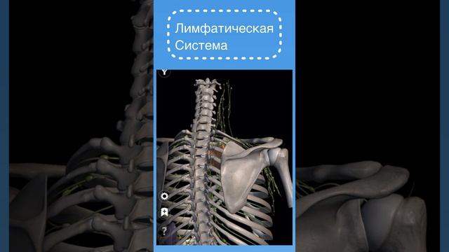 Кольца венеры углубились! Почему? Что с этим делать?  Ответ в описании ролика