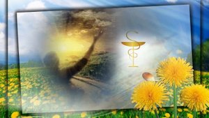 Греет_ когда холодно_ вино из одуванчиков