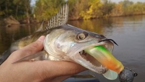 Берсут 2022г Кама!