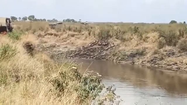 Wildebeest crossing the Mara River смотреть онлайн