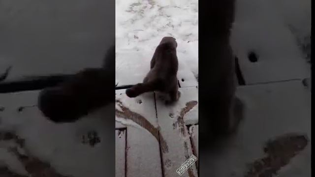 На льду