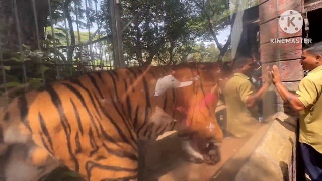 Piyush Dar Gaya !!! Lion 🦁 Jungle Safari