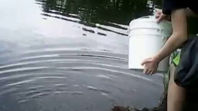 Зарыбление пруда в пос. Коминтерн. 4 смотреть онлайн