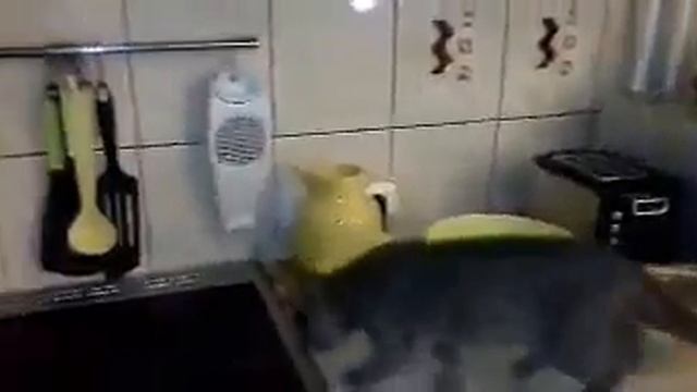 На кухне появилась новая хозяйка Брита смотреть онлайн