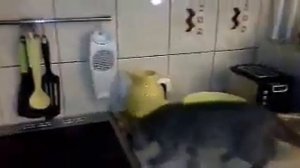 На кухне появилась новая хозяйка Брита