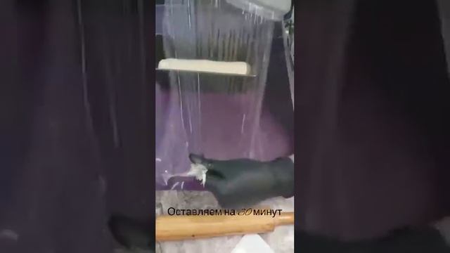 домашний хлеб#shortsvideo #еда #кухня #вкусно смотреть онлайн