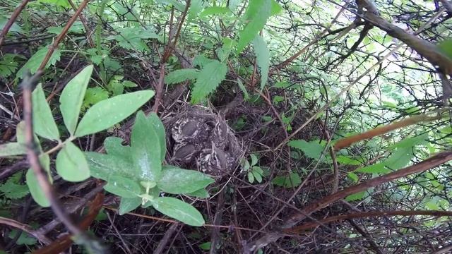 Птенцы в жимолости смотреть онлайн