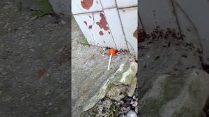 Муравьи едят чупачупс