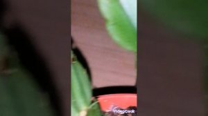 Мои ШЛЮМБЕРГЕРЫ. ОКТЯБРЬ 2024