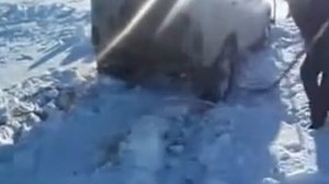 форвард сафари 500 по снегу