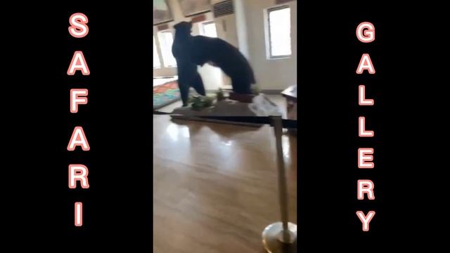 SAFARI GALLERY ILOCOS NORTE/BALUARTE NI CHAVIT/Miss JCV Vlogs смотреть онлайн