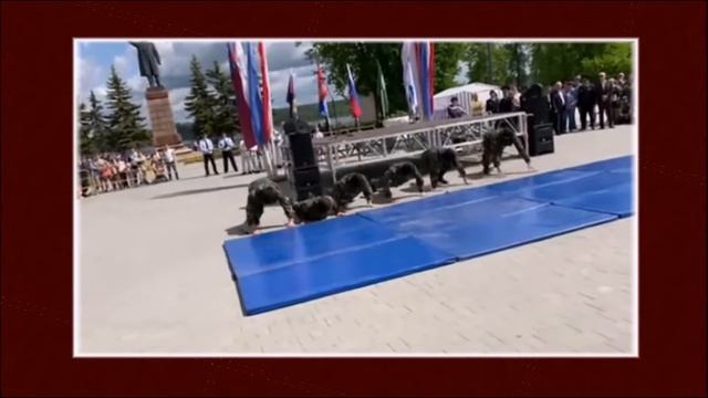 День открытых дверей МВД смотреть онлайн