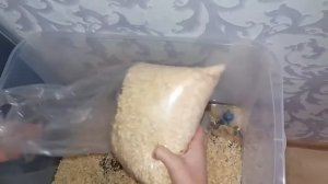 Первая проведённая уборка в контейнере У хомяка Дейзи.