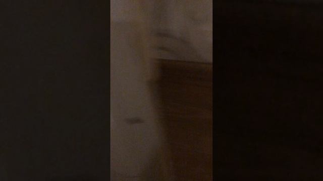 Кухня Отель для Уточки￼🪨￼ смотреть онлайн