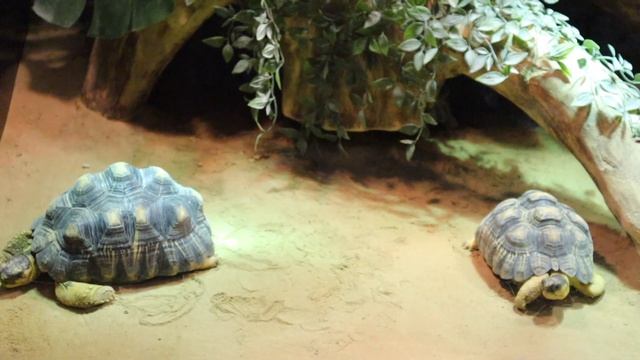 DUBAI SAFARI PARK ADVENTURE PART 2