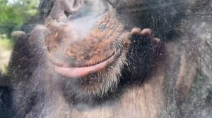 CHIMPANZEES PLAY IN LIFE-SIZE BUBBLE ft KODY ANTLE