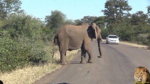 Brave Tourists vs Elephant Herd In Kruger National Park