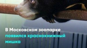 В Московском зоопарке появился краснокнижный мишка