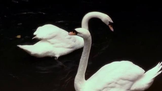 Иммунитет | Здоровье всего тела |саблиминал ✨ смотреть онлайн