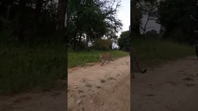 WOW😳- Leopard walks so close past us on Safari #safari #wildlife #naturevideo #nature #leopard