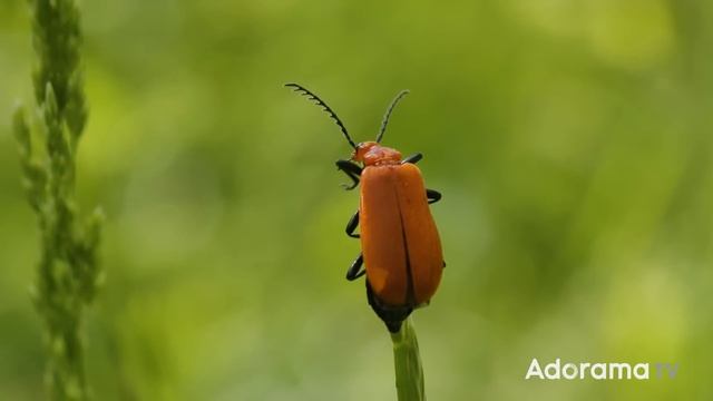 Macro Photography: A Garden Safari Guide | Take and Make Great Photography with Gavin Hoey смотреть онлайн