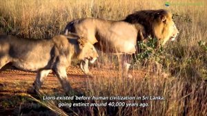 Did Lions Live in Sri Lanka?