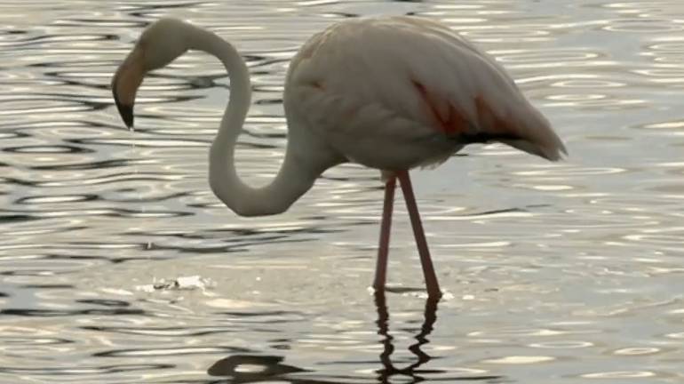 Фламинго смотреть онлайн