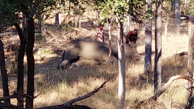 Pench national park | Jungle Safari | Pench Tiger Reserve | Pench Wildlife sanctuary | Best zone смотреть онлайн