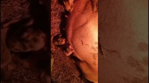 Первый опорос вьетнамской свиньи