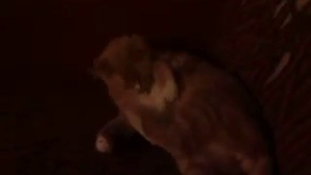 Смешные животные Барсик моется смотреть онлайн