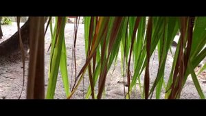 Maldives, Meeru Island Resort & Spa - Dji Osmo 4K