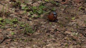 Зяблик (питается)