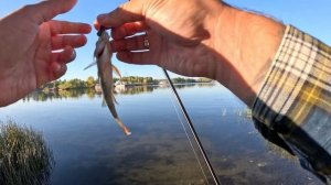 CF ARION 742SULS | МИКРОДЖИГ ВЫРУЧАЕТ ВСЕГДА | КАРАСЬ НА СПИННИНГ