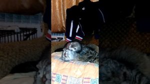 Хорёк кота жрет