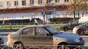 Чайка ест голубя